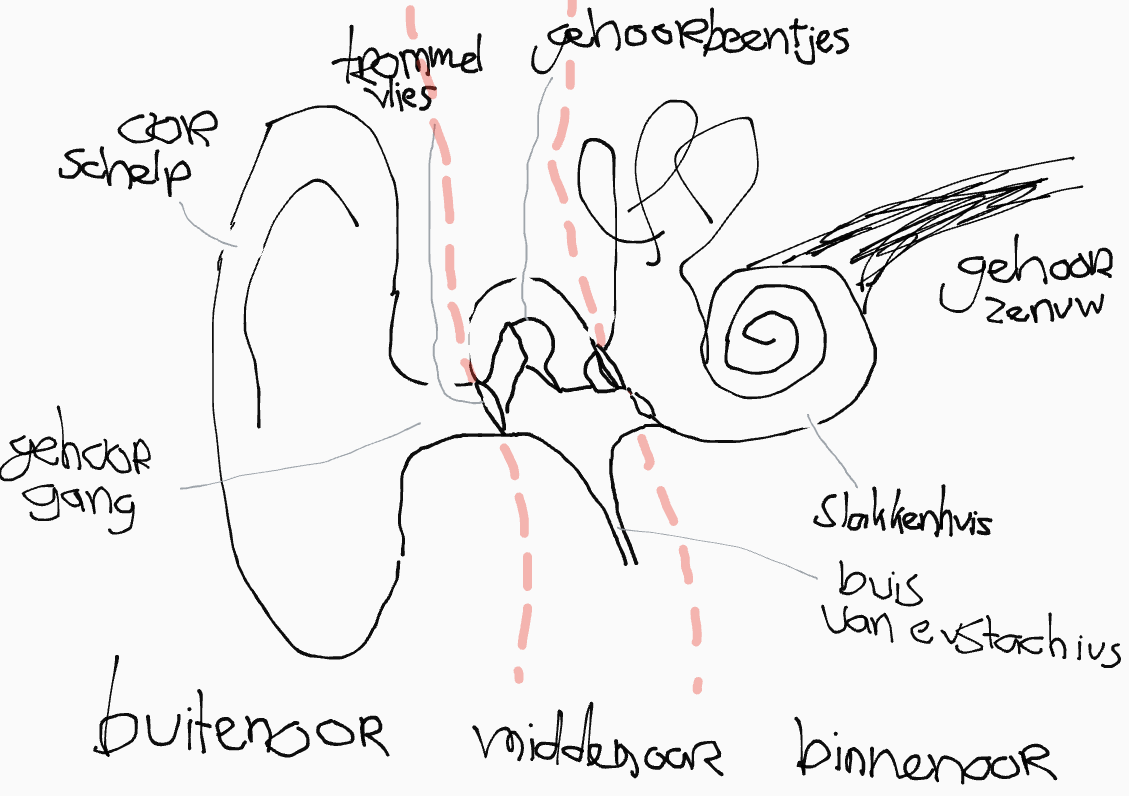 Schematische weergaven van het oor